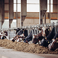 Cows eat in the barn, Lubratec Smart App monitors the barn climate