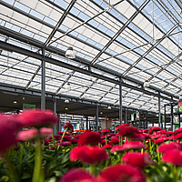 Plants in the greenhouse, protected by UmbraTex shading fabric