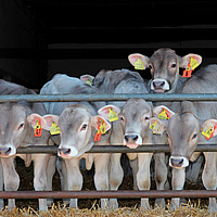 Calves in the barn