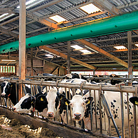 Lateral remote bottom view of the Tube Air ventilation hose Lateral distant bottom view of the Tube Air ventilation hose in a cow barn