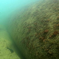 Underwater image of populated SoilTain Tubes